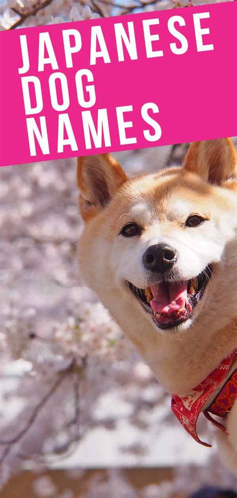 Japanese Dog Names - Over 200 Dog Names Inspired By Japan