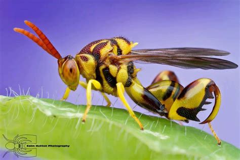 Mythopoeic Rambling: Giant Chalcid Wasp (Frightful Fridays! A-Z!)