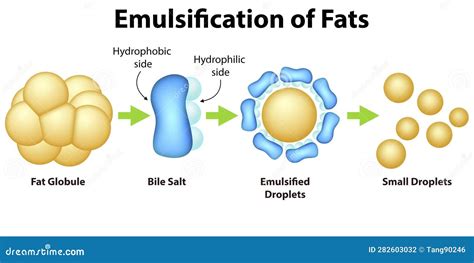 Emulsification of Fats Process Stock Illustration - Illustration of ...