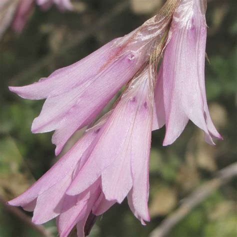 Dierama Pink Rocket - Canne à pêche des anges compacte, très florifère, aux fleurs rose clair.