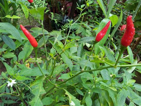 Red Chilli Plant Free Stock Photo - Public Domain Pictures