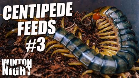 Centipede Feeding Compilation #3 - YouTube