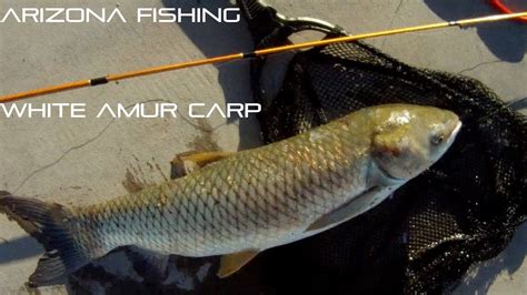 Arizona Fishing For White Amur Carp - YouTube