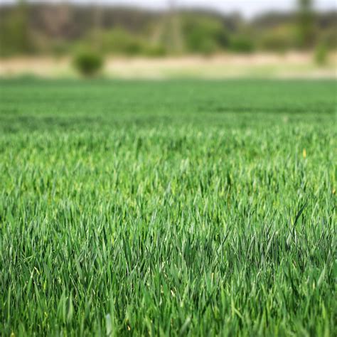 Find Quality Perennial Ryegrass For Sale - Shop Now! | LawnHelpful.com