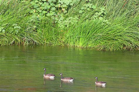 Los Angeles River Wildlife - Canada Geese Photograph by Ram Vasudev ...