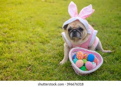 Fawn Pug Dog Wearing Rabbit Costume Stock Photo (Edit Now) 396676318