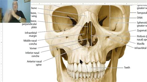 Anatomy of head and neck module in Arabic 3 (Norma frontalis , part 2) , by Dr. Wahdan - YouTube