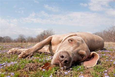 Why is My Dog Lethargic? | PetGuide