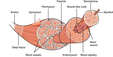 Skeletal Muscle Fibers- Images Diagram | Quizlet