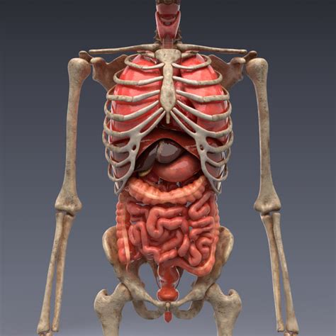 realistic human internal organs 3d model