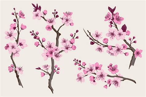 Japanese Cherry Blossom Drawings