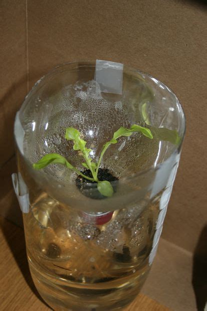 Hydroponic Lettuce Garden From Plastic Bottles (Grow Bottles) | Hydroponic lettuce, Hydroponic ...