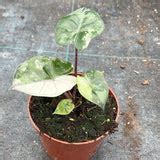 Variegated Alocasia Yucatan Princess Variegata 14cm Pot – Plants For All Seasons