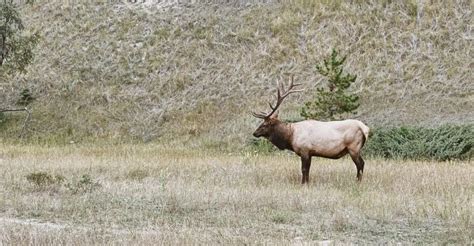 Banff National Park Wildlife Videos - Where to See Wildlife