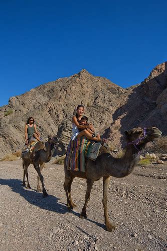 038_Dafna Tal_NEGEV - EILAT AREA _Camels_IMOT | Camels ridin… | Flickr
