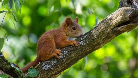 What To Do If You Get Bitten By A Squirrel