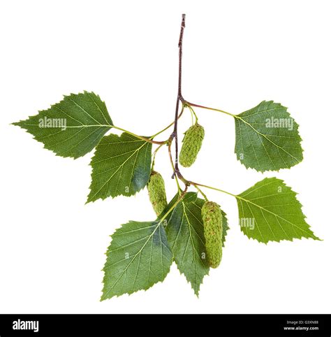 Silver birch tree catkins Cut Out Stock Images & Pictures - Alamy