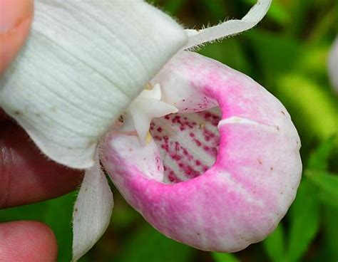 Cypripedium reginae page