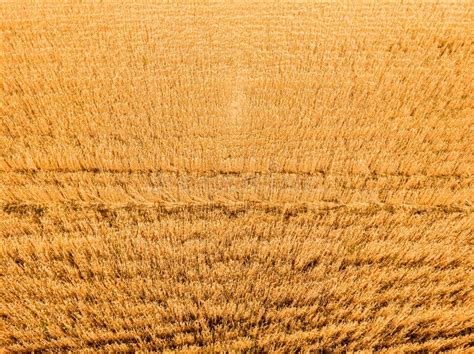 Aerial View of Wheat Field with Tractor Tracks. Farm from Drone View ...