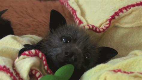 baby bat via Daily Gifdump | Cute bat, Cute animals, Baby bats