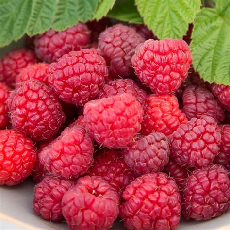 50 Red Raspberry Rubus Idaeus Fruit Bush Vine Best Seeds | Etsy