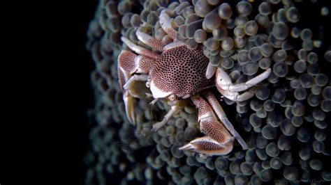 Porcelain Anemone Crab Feeding In Space | Underwater Photography by Simon Ilett