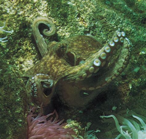 Octopus | Description, Behavior, Species, Photos, & Facts | Britannica