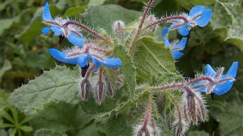 Borago officinalis: Systematics, Etymology, Habitat, Cultivation