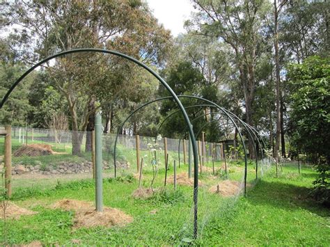 Badger Farm: bird netting for fruit trees