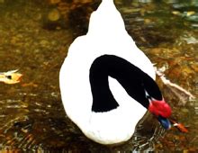 Black-necked swan – The Dallas World Aquarium