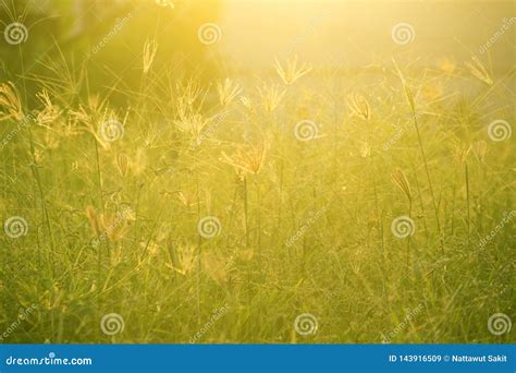 Green Grass In Eye Level View For Background Or Graphic Design Stock Image - Image of background ...