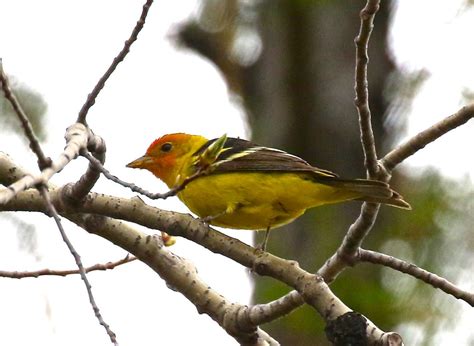 Western Tanager | BIRD-WATCHER'S DIARY