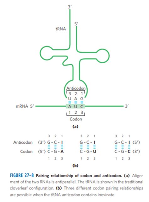 Anticodon- Definition, Principle, Functions, Examples