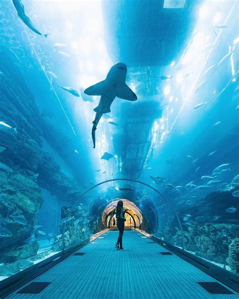 Witness the Beautiful Dubai Aquarium in UAE ! #UAE #UAEVoice #DubaiAquarium