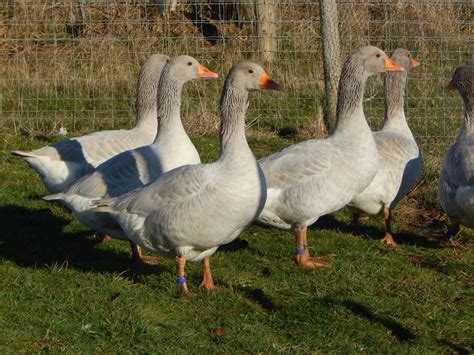 Geese - Hawthorn Poultry