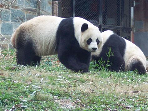 Pandas at the DC Zoo | Dc zoo, Animals, Panda