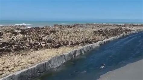 Watch: Seabed raised following Kaikoura 7.8 earthquake - NZ Herald