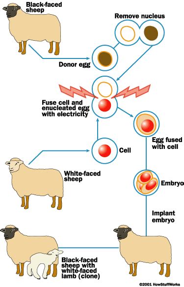 Pro dan Kontra Pengkloningan Manusia: Cloning?