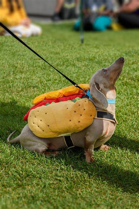 Dachshund in Hot Dog Costume Sits Looking Up Stock Image - Image of ...