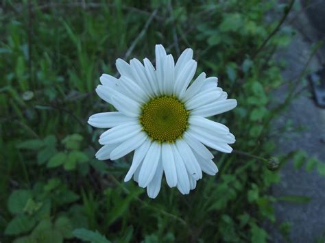 Big Daisy Flower Free Stock Photo - Public Domain Pictures