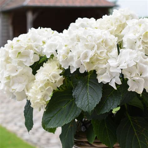 Hydrangea White Knight - Garden Express