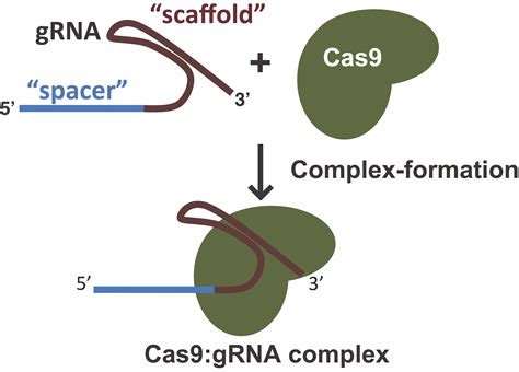 Components of CRISPR/Cas9