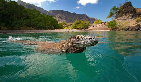 The iconic Komodo dragon may be in danger. Here’s why - Australian ...