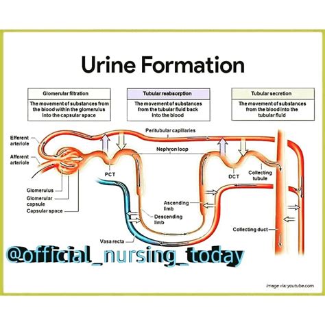 Urine formation। Nursing | medical | human body | Basic anatomy and physiology, Medical school ...