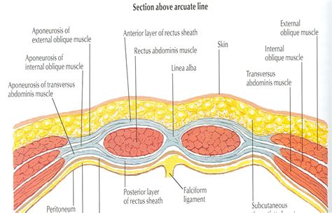 Docs Network: CLINICAL ANATOMY OF ANTERIOR ABDOMINAL WALL & RECTUS SHEATH