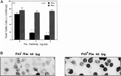 Fas antibody-induced apoptosis in Fas-negative and Fas-positive cells ...