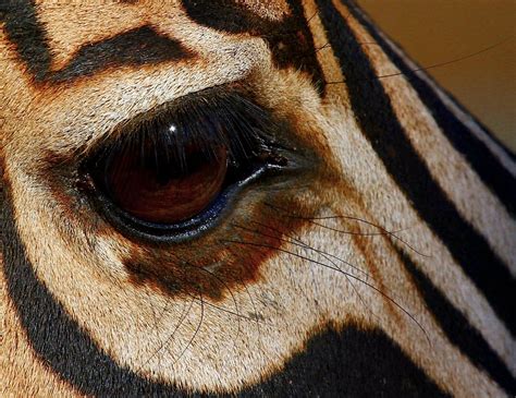 Zebra Eye 1 Free Photo Download | FreeImages