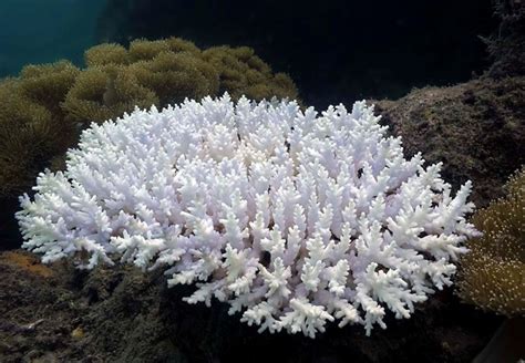 Major global coral bleaching event underway