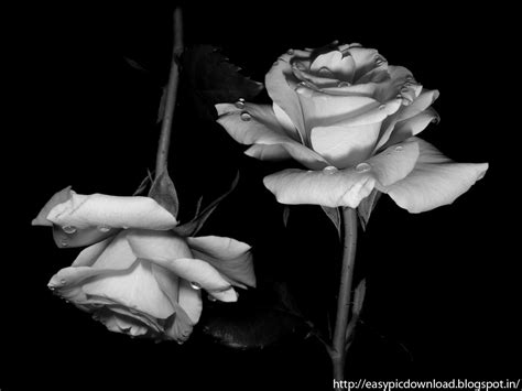 🔥 [77+] Black And White Roses Wallpapers | WallpaperSafari