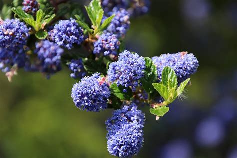 Two Perfect Evergreen Plants for Your Yard - Senior Security Alliance USA